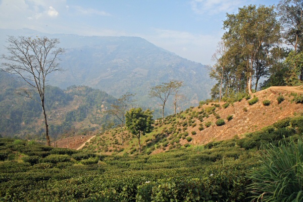 The Glenburn Tea Estate